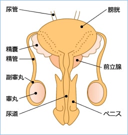 男性器構造